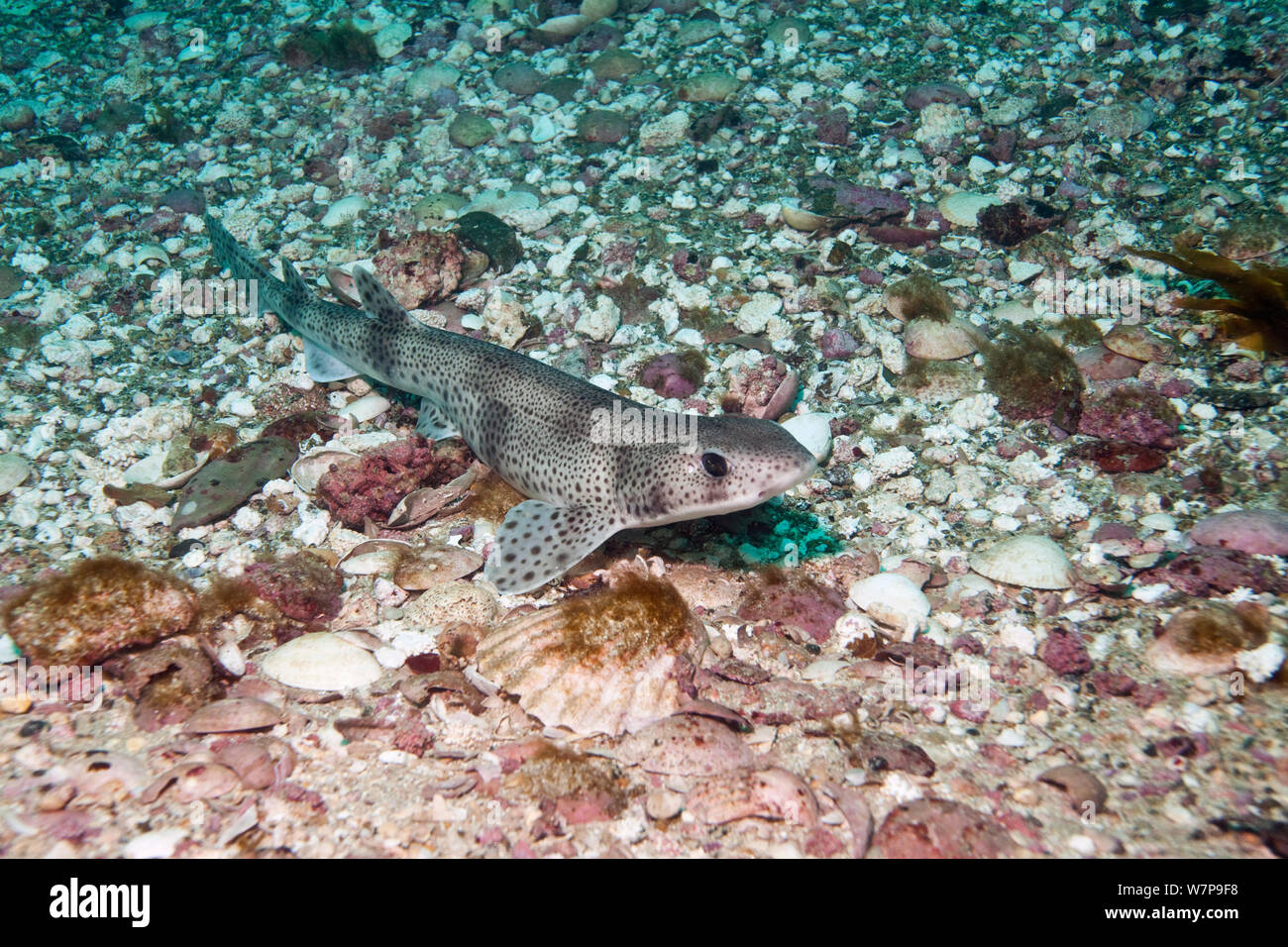 Small-spotted Catshark / Lesser Spotted Dogfish, (Scyliorhinus canicula). Channel Islands, May. Stock Photo