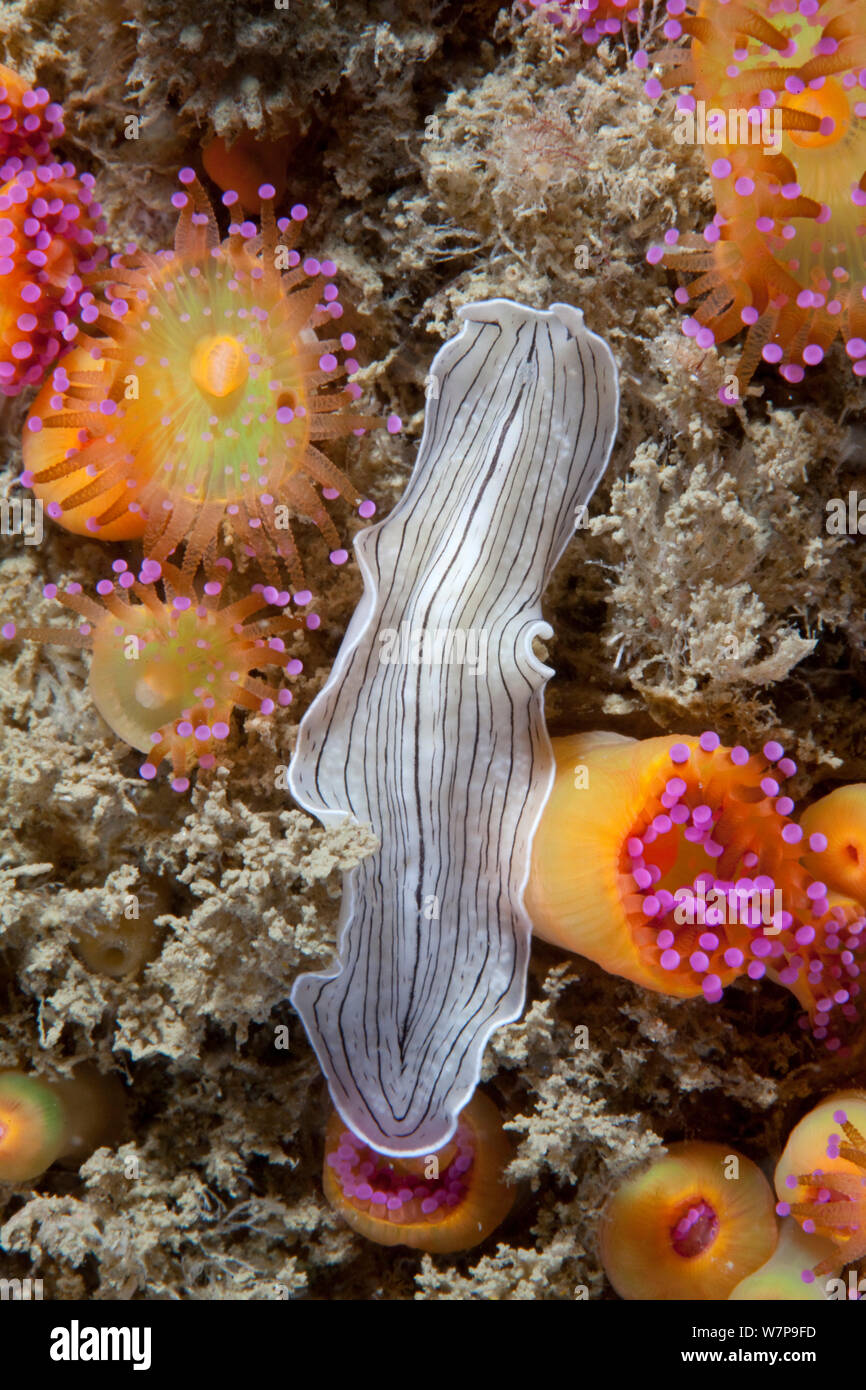 Candy-striped Flatworm (Prostheceraeus vittatus) among anenomes. Pavlaison, Sark, British Channel Islands, July. Stock Photo