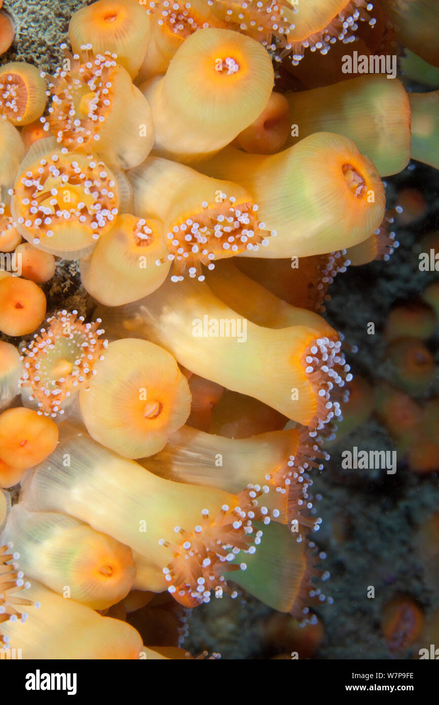 Jewel Anemones (Corynactis viridis). Pavlaison, Sark, British Channel Islands, July. Stock Photo