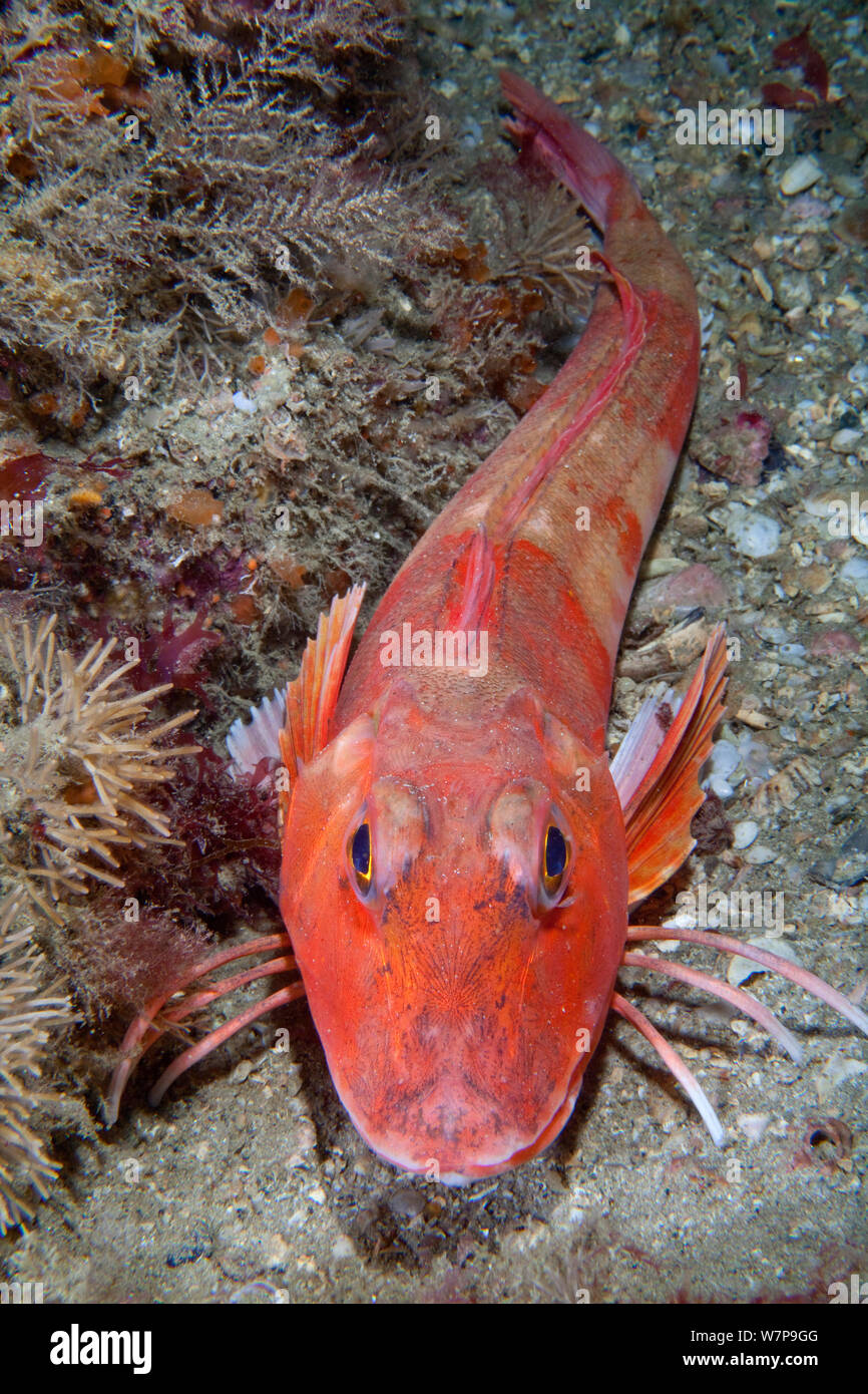 red-gurnard-aspitrigla-chelidonichthys-cuculus-les-dents-sark