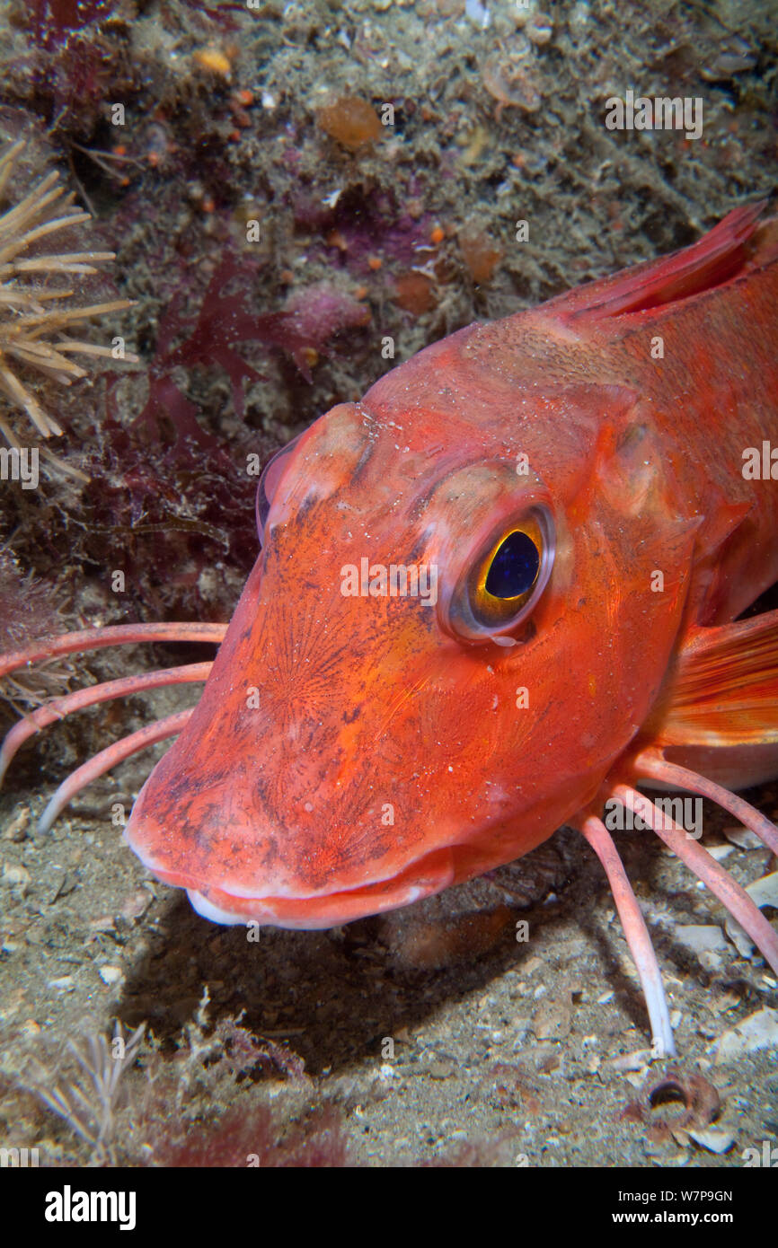 Chelidonichthys cuculus hires stock photography and images Alamy