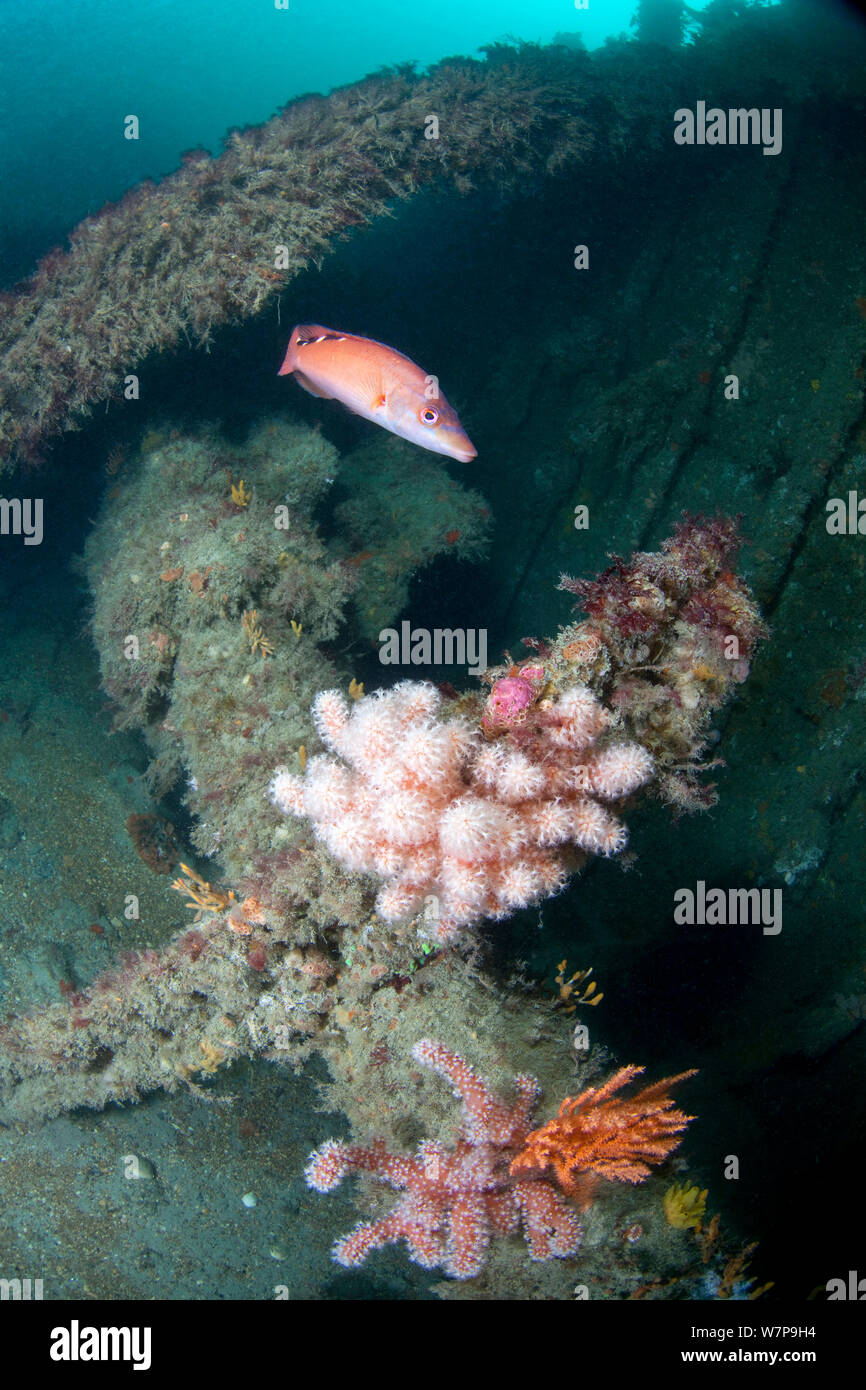 Shipwreck with Female Cuckoo Wrasse (Labrus mixtus) and Red Fingers Soft Coral (Alcyonium glomeratus). Wreck Forth, Herm, British Channel Islands, July. Stock Photo