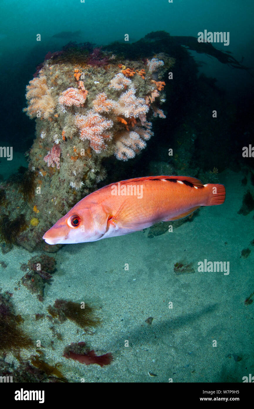 Female Cuckoo Wrasse (Labrus mixtus) and Red Fingers Soft Coral (Alcyonium glomeratus). L'Etac, Sark, British Channel Islands, August. Stock Photo