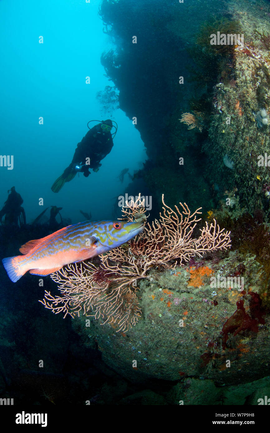 Diver, male Cuckoo Wrasse (Labrus mixtus) and Pink Sea Fan (Eunicella verrucosa). Channel Islands, UK, August. Stock Photo