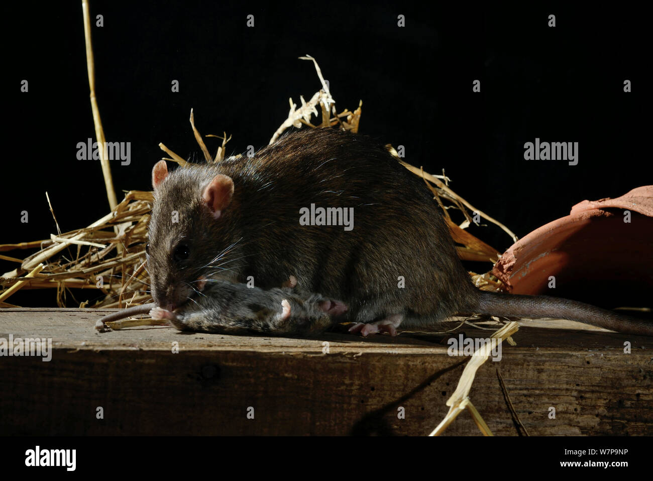 Brown rat (Rattus norvegicus) eating mouse (Mus musculus) France, February Captive Stock Photo