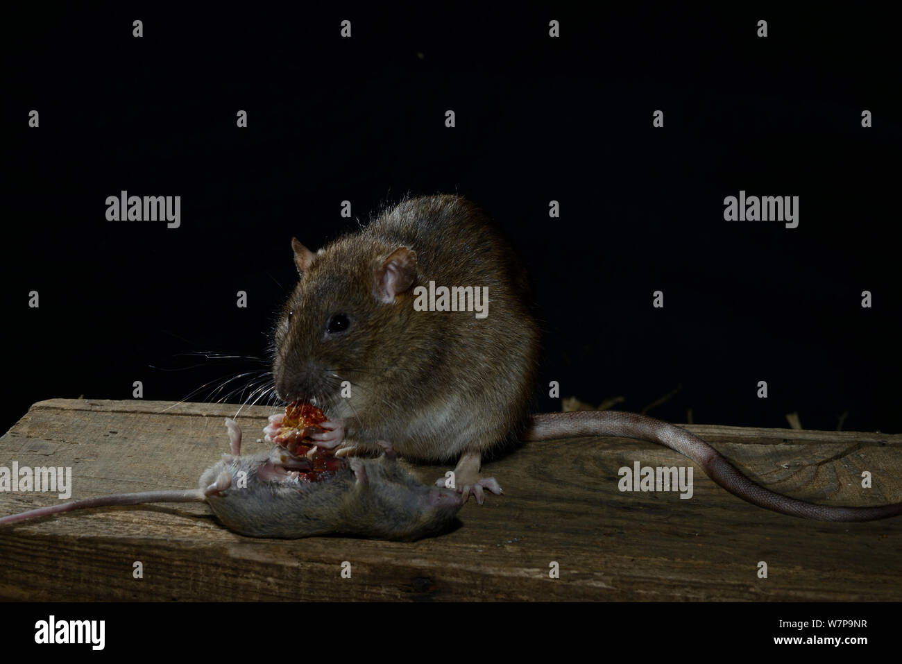 Brown rat (Rattus norvegicus) eating mouse (Mus musculus) France, February Captive Stock Photo