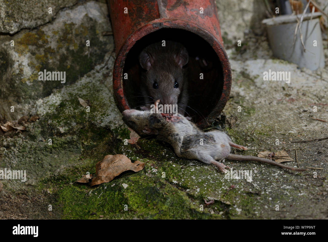 Brown rat (Rattus norvegicus) eating mouse (Mus musculus) in a drainpipe, France, February Captive Stock Photo