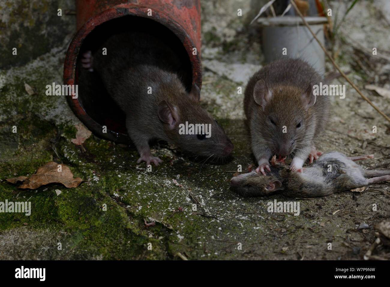 Snake Eating Mouse Oultet Website Save 68 Jlcatj gob mx