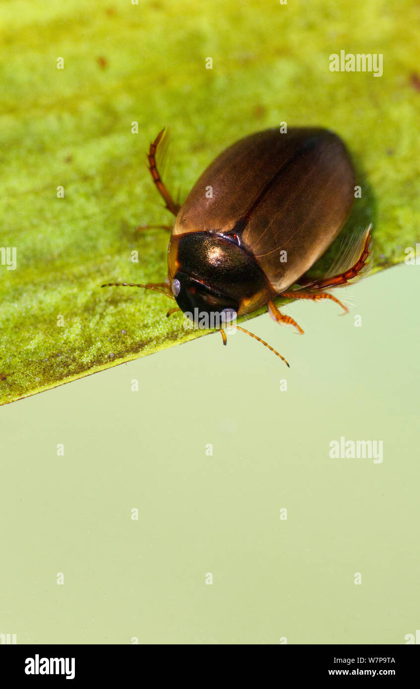 Great diving beetle (Dytiscus marginalis) Sheffield, UK Stock Photo Alamy