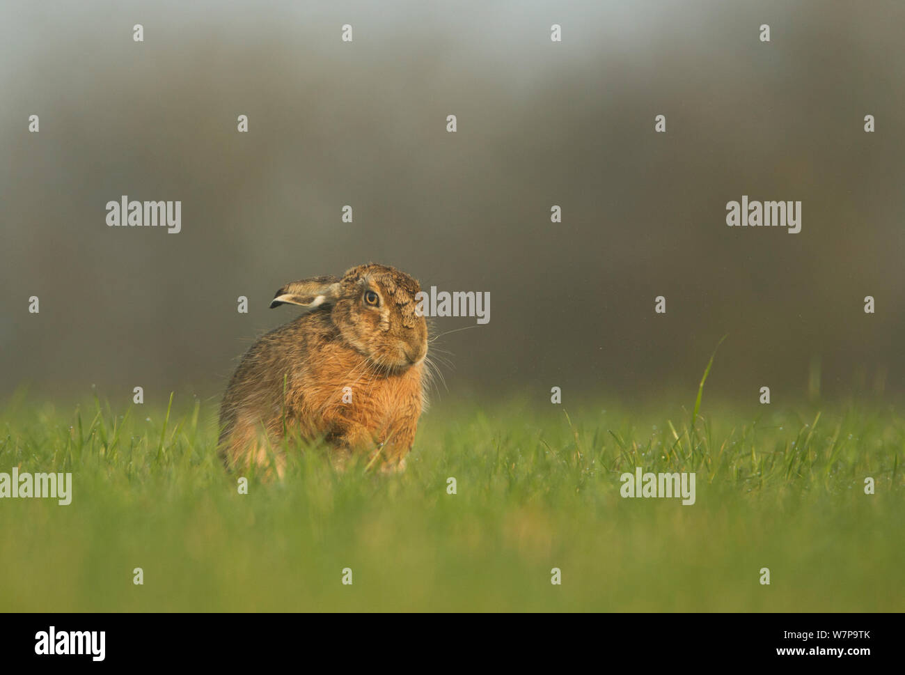 European hare (Lepus europeas) grooming in field, Peak District, Uk June Stock Photo