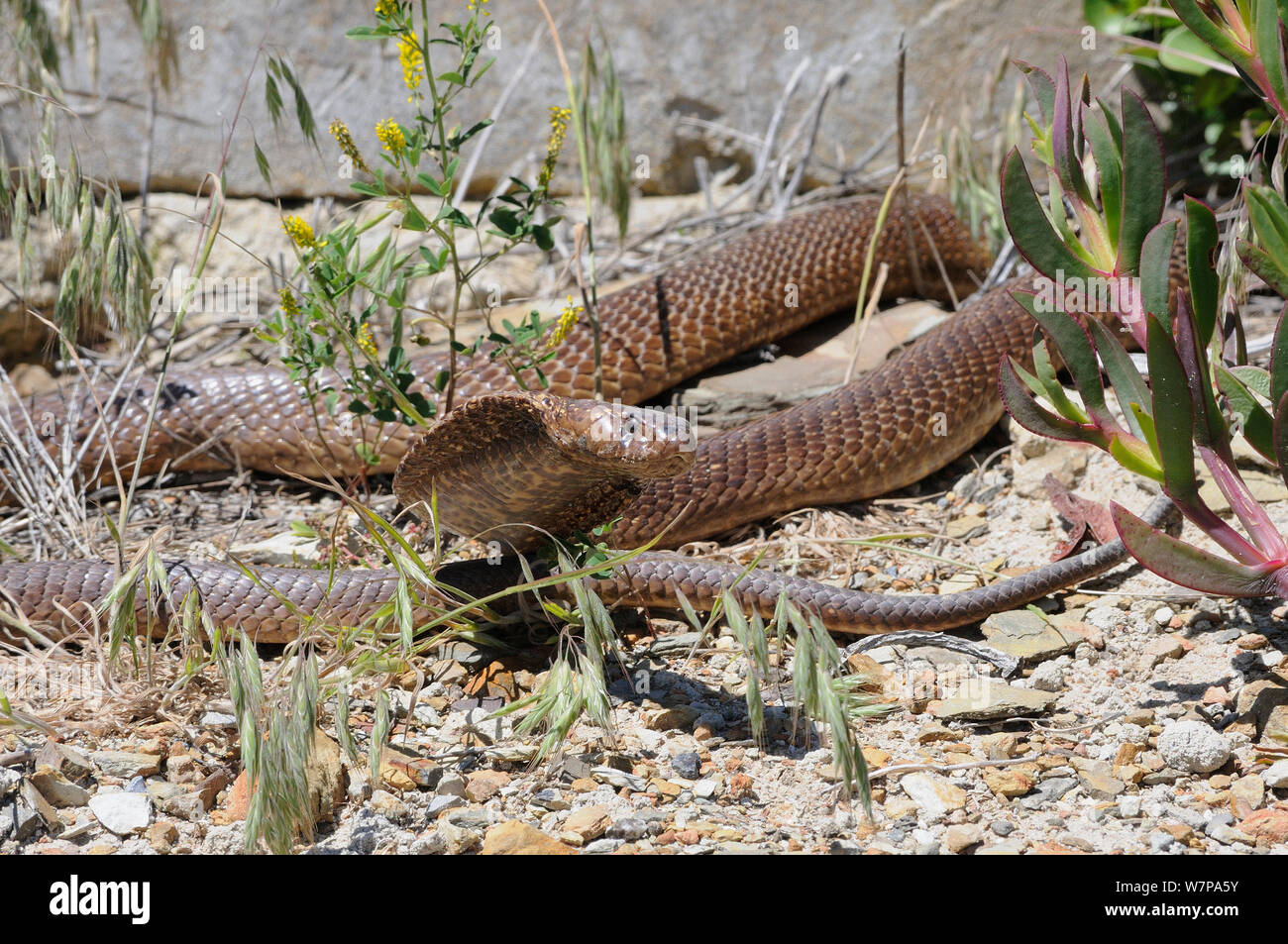 Cape Cobra (naja nivea) male alert at refuge. deHoop Nature Reserve,  Western Cape, South Africa, October Stock Photo