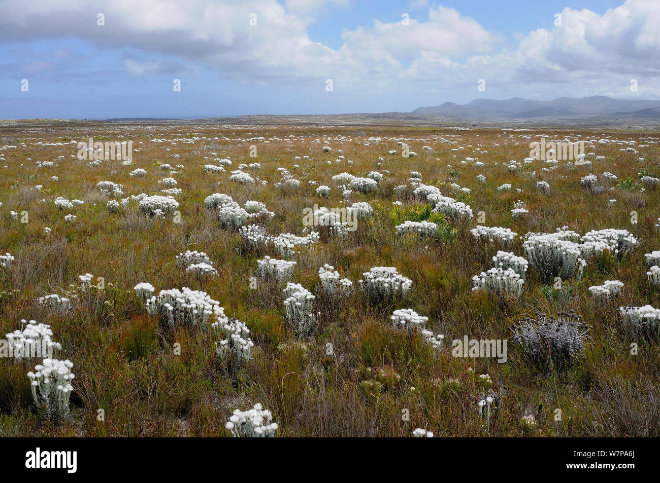 Cape Everlasting (Syncarpha speciosissima) in fynbos mosaic scrubland. Cape Point, Table Mountain, National Park, Cape Town, South Africa, October Stock Photo