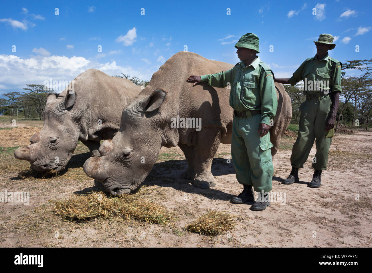 Northern white rhino (Ceratotherium simum cottoni) male called Suni with female Najin, watched over by keepers Jeremy Kimathi and Peter Esogon, Ol Pejeta Conservancy, Laikipia, Kenya, Africa, September 2012 Stock Photo
