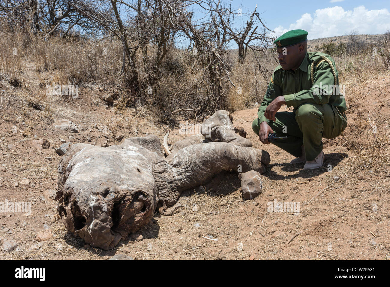 Poached rhino africa hires stock photography and images Alamy