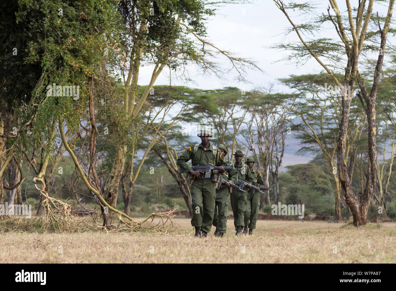 Armed anti-poaching patrol out in Lewa Conservancy, Laikipia, Kenya, September 2012 Stock Photo