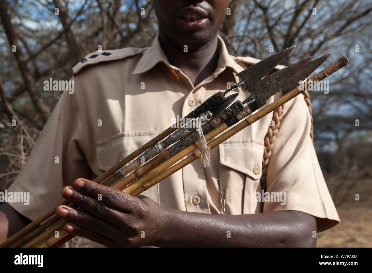 Confiscated poisoned arrows used in elephant poaching, Mbirikani group ranch, Chyulu Hills, Amboseli-Tsavo ecosystem, Kenya, October 2012 Stock Photo