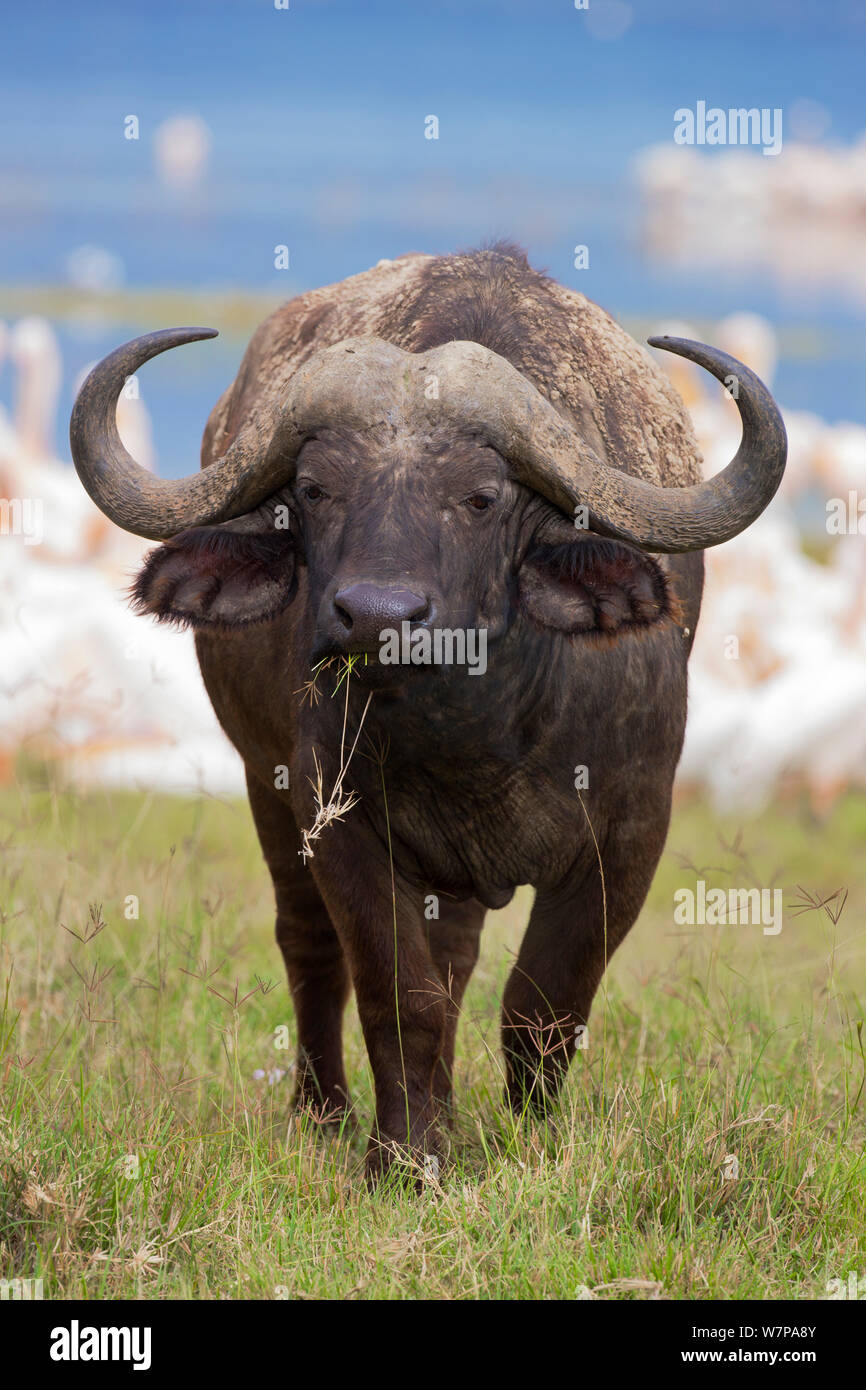 Cape buffalo (Syncerus caffer caffer), Lake Nakuru National Park, Kenya Stock Photo