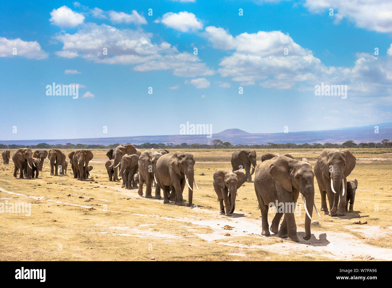 African elephants (Loxodonta africana) large family group on migration, Amboseli National Park, Kenya Stock Photo