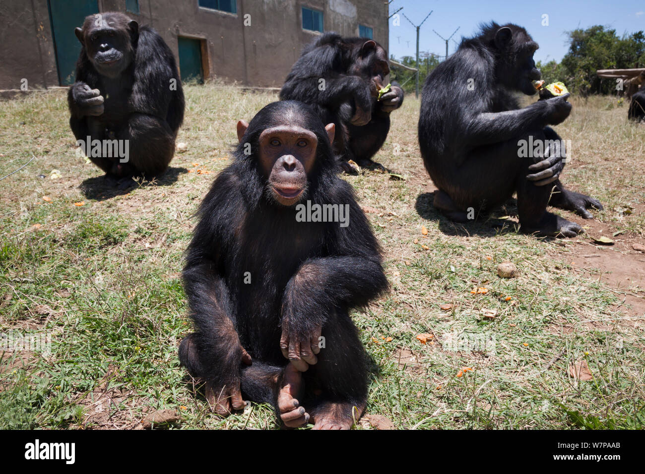 Chimpanzees (Pan troglodytes) from West and Central Africa that were orphaned or abused find sanctuary in the Sweetwaters Chimpanzee Sanctuary, Ol Pejeta conservancy, Laikipia, Kenya, September 2012 Stock Photo