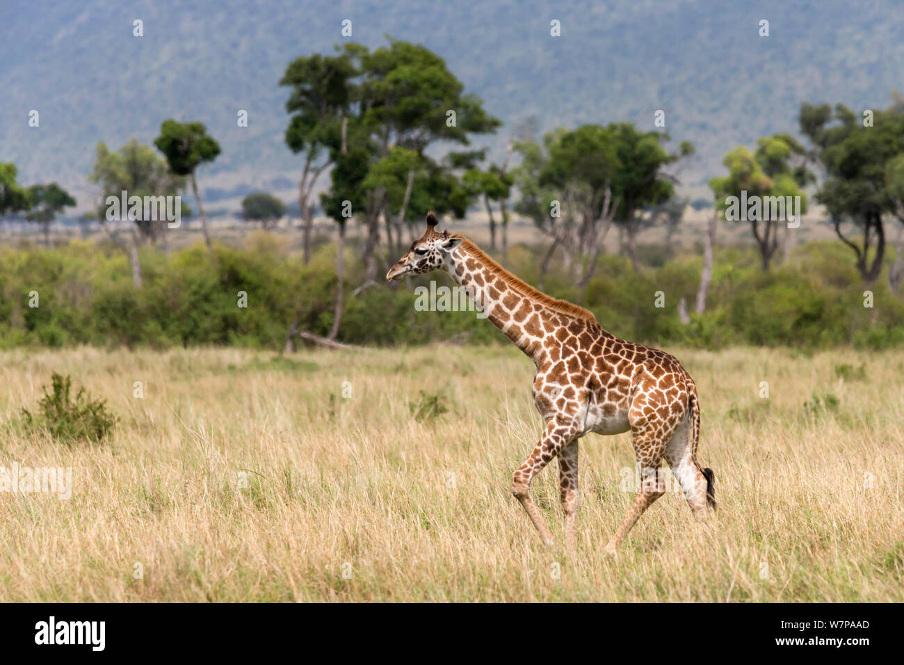 Masai giraffe (Giraffa camelopardalis tippelskirchi) walking across savanna, Masai Mara game reserve, Kenya Stock Photo
