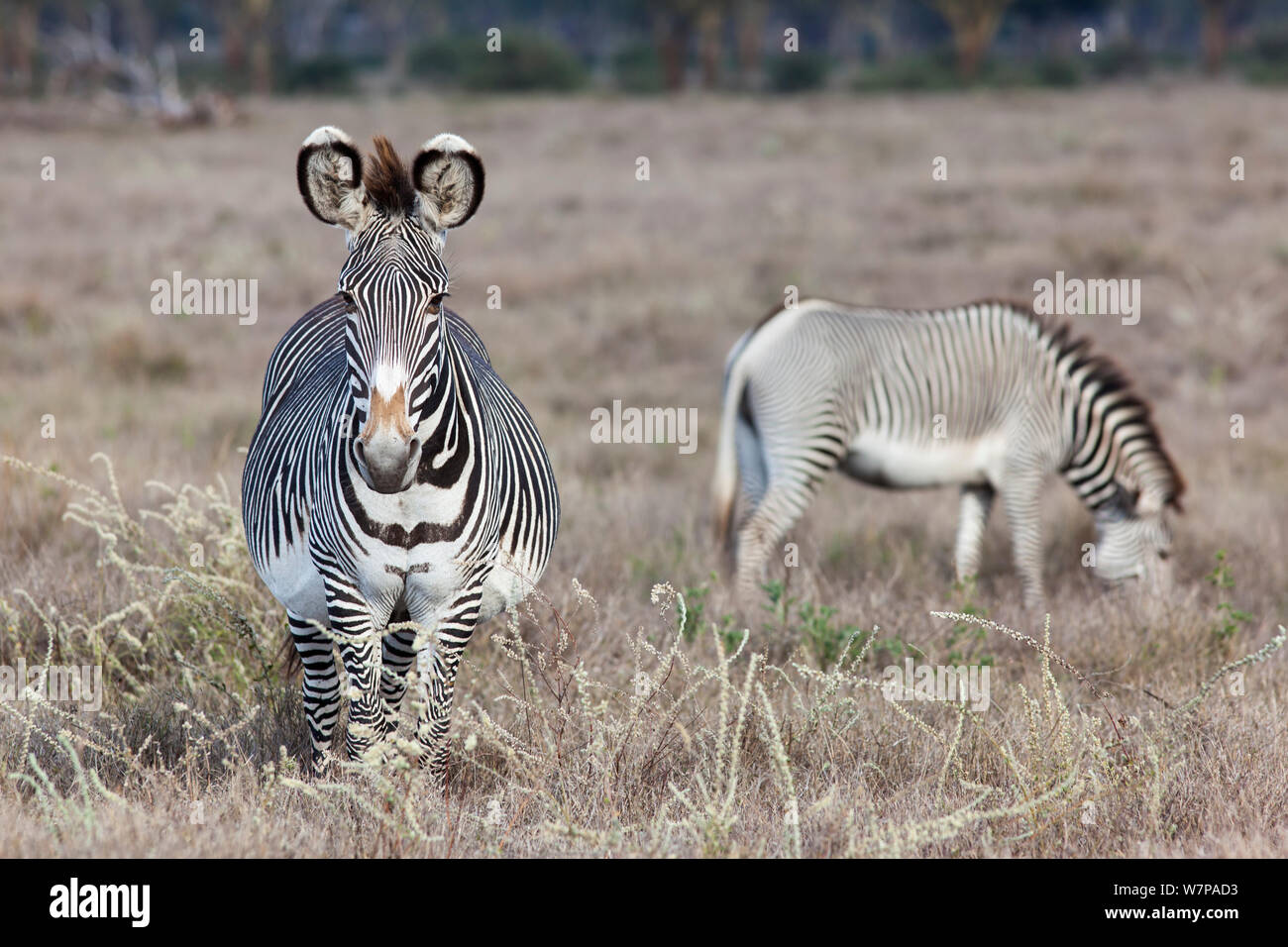 Grevy zebra (Equus grevyi) two grazing on savanna, one very pregnant, Lewa conservancy, Laikipia, Kenya Stock Photo
