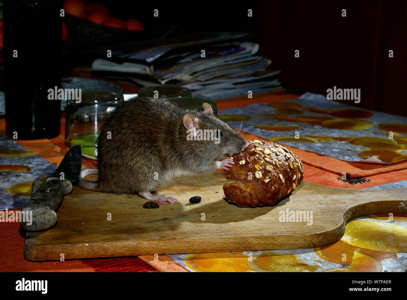 Brown rat (Rattus norvegicus) eating bread on table, France, March Stock Photo