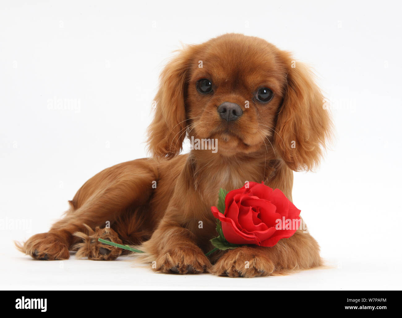Ruby Cavalier King Charles Spaniel pup, Flame, 12 weeks old, with a red  rose Stock Photo - Alamy