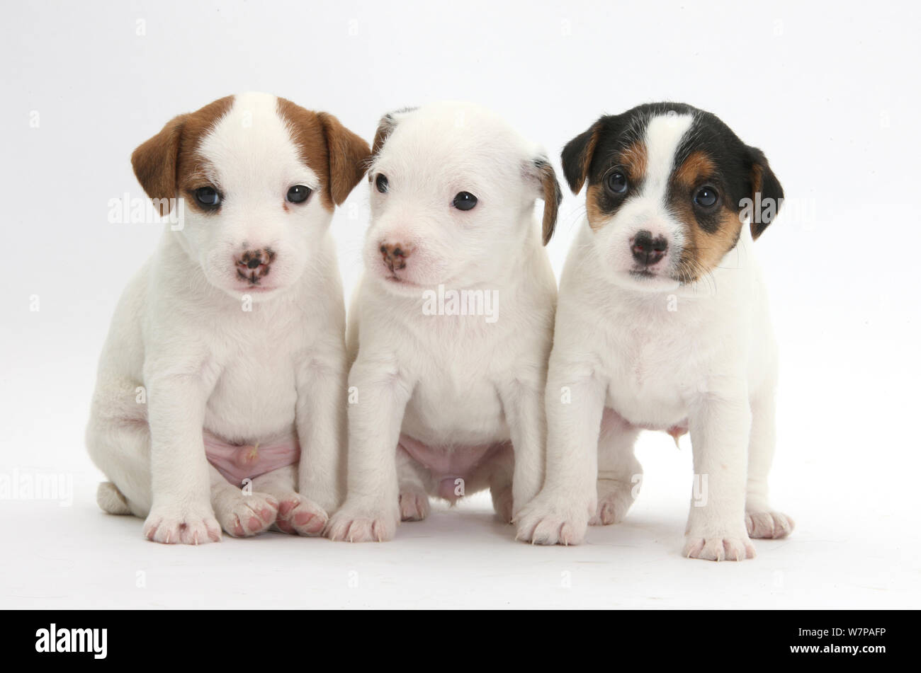 Three Jack Russell Terrier puppies, 4 weeks old. Stock Photo