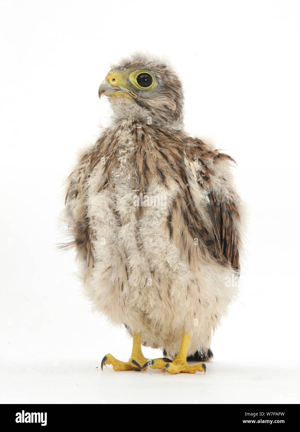 Kestrel (Falco tinnunculus) hand-reared chick portrait Stock Photo