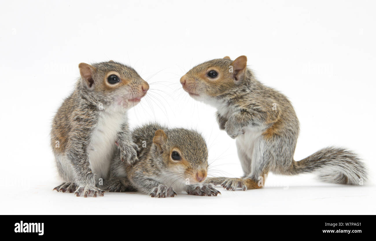 Grey Squirrels (Sciurus carolinensis) three young hand-reared portrait Stock Photo