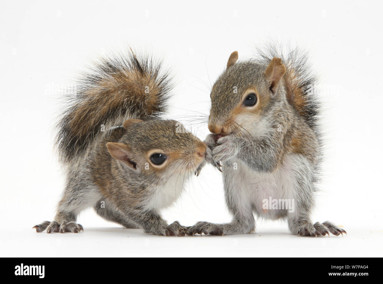 Grey Squirrels (Sciurus carolinensis) two young hand-reared babies portrait Stock Photo