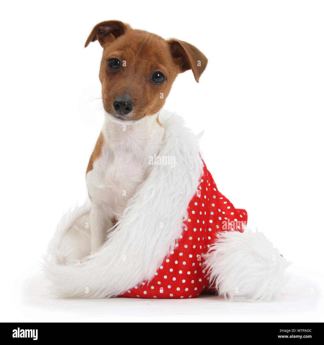 A Terrier Cross High Resolution Stock Photography and Images - Alamy