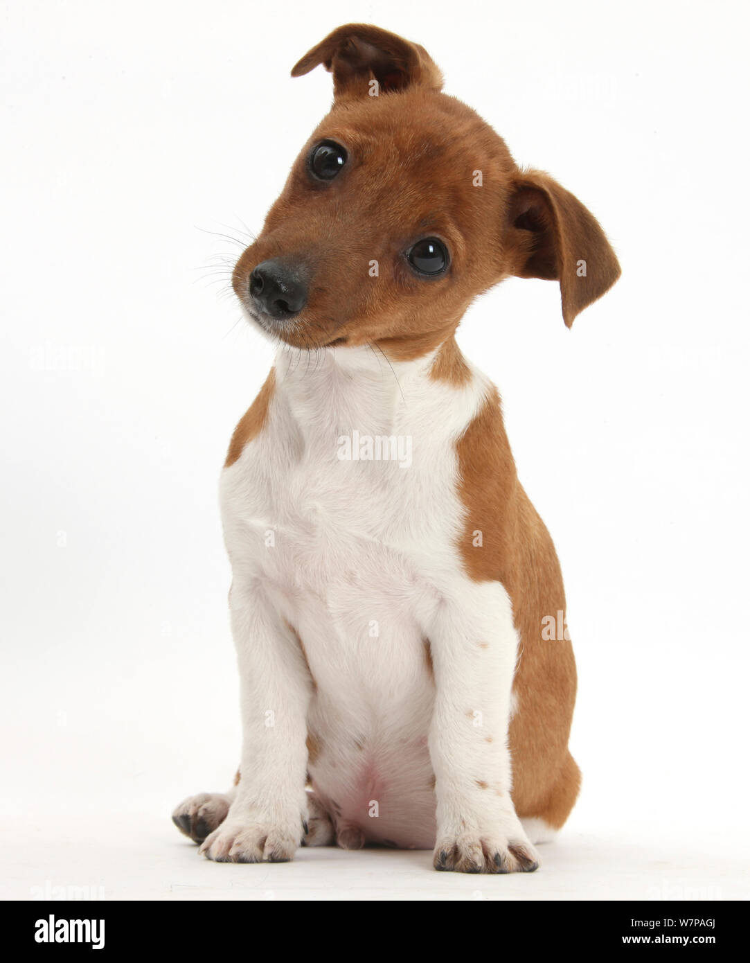 Jack Russell Terrier X Chihuahua Pup Nipper Sitting And Looking