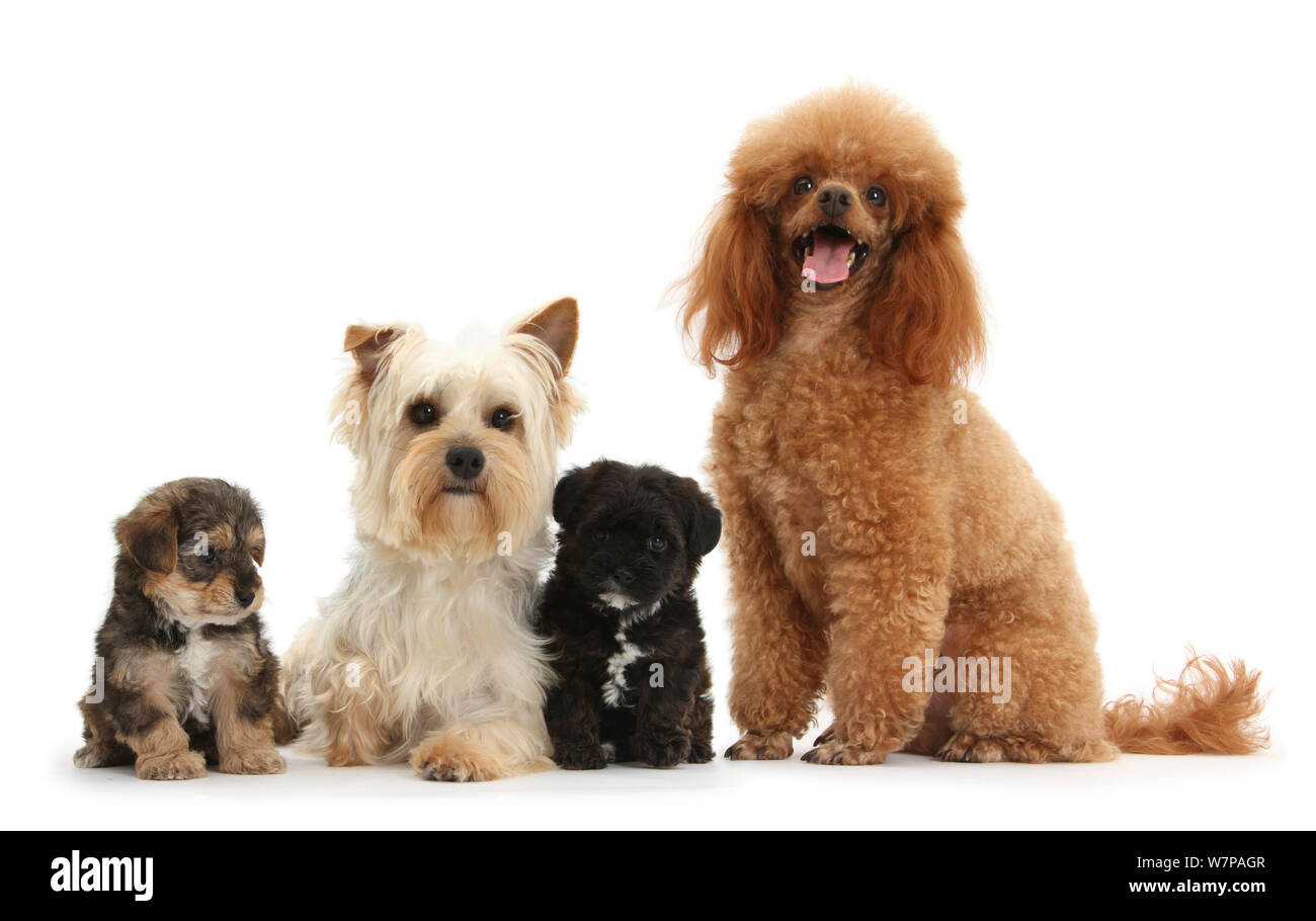Yorkie mother, Evie, and Poodle father, Raggie, with Yorkipoo puppies, 6 weeks old. Stock Photo