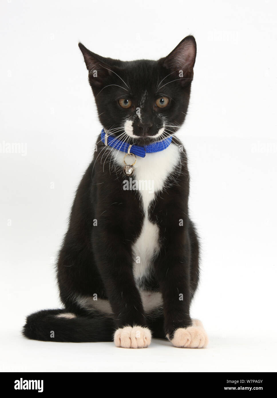 tuxedo cat collar