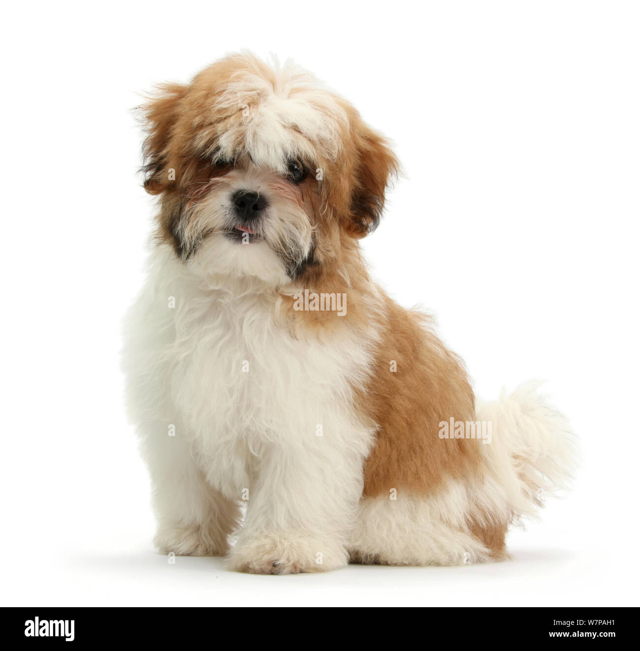 maltese terrier x shih tzu