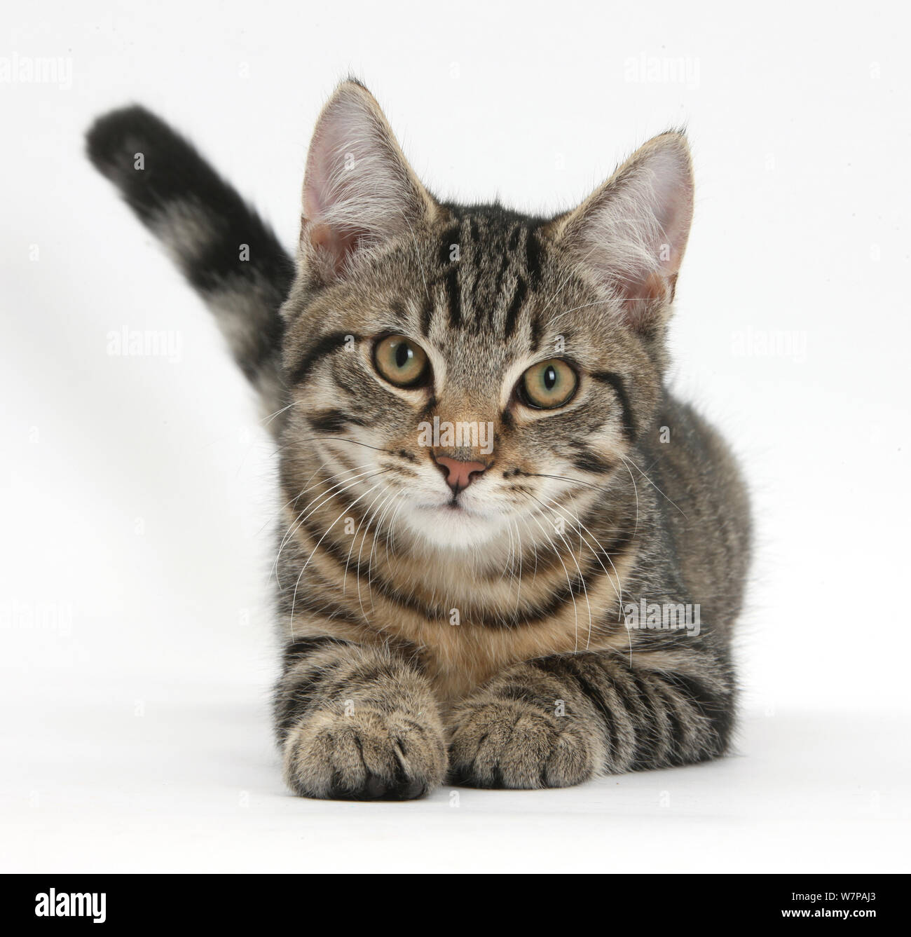 Кошки табби порода фото и описание цена. Азиатская табби кошка. Азиатская табби полосатая. Европейская короткошерстная кошка табби. Табби макрель.