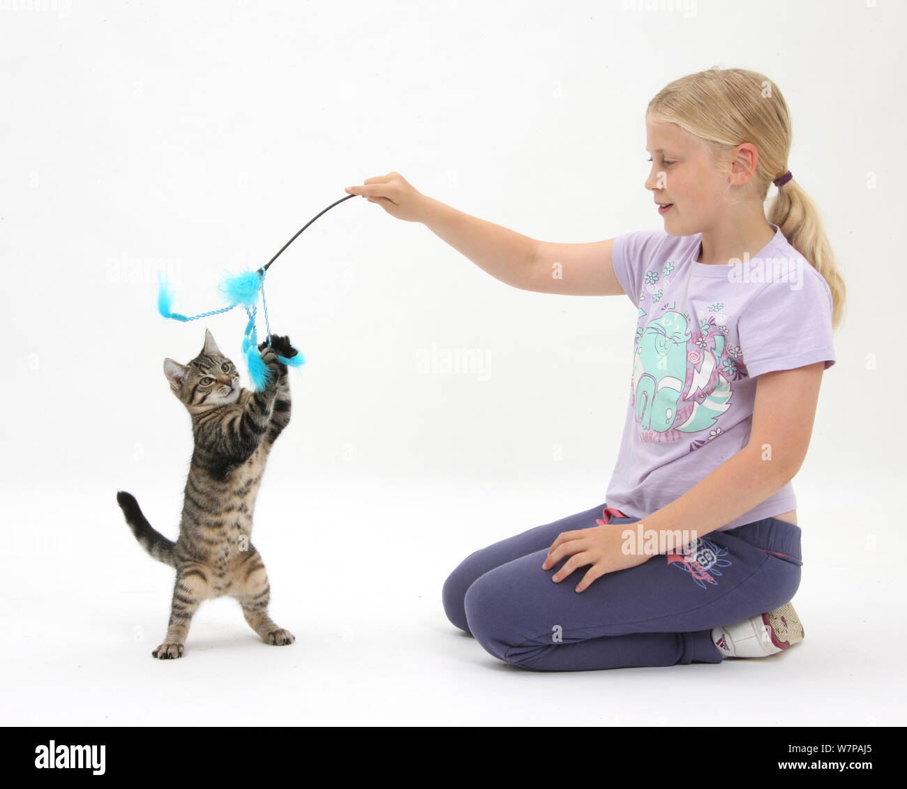 Siena playing with tabby kitten, Fosset, 4 months old, using a kitten fishing toy. Model released Stock Photo