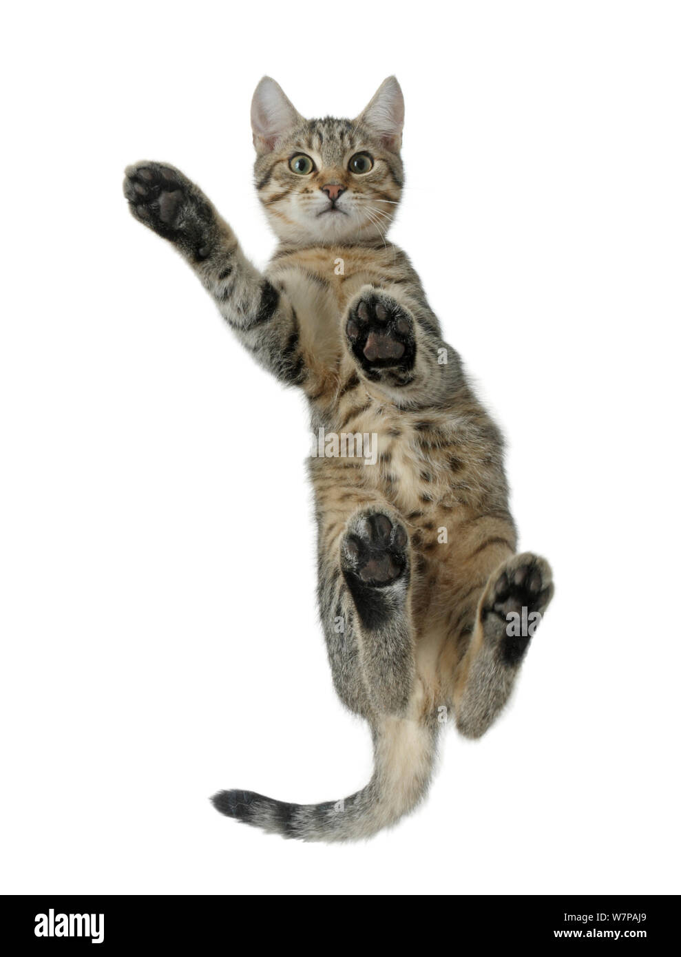 Tabby male kitten, Stanley, 4 months old, from below, showing paw pads. Stock Photo