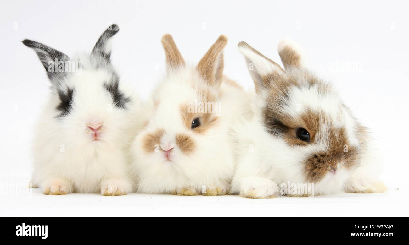 Three cute baby bunnies sitting together Stock Photo