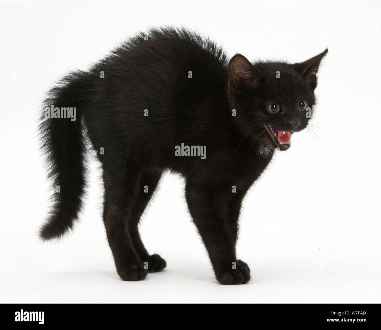 Black cat 2025 arched back