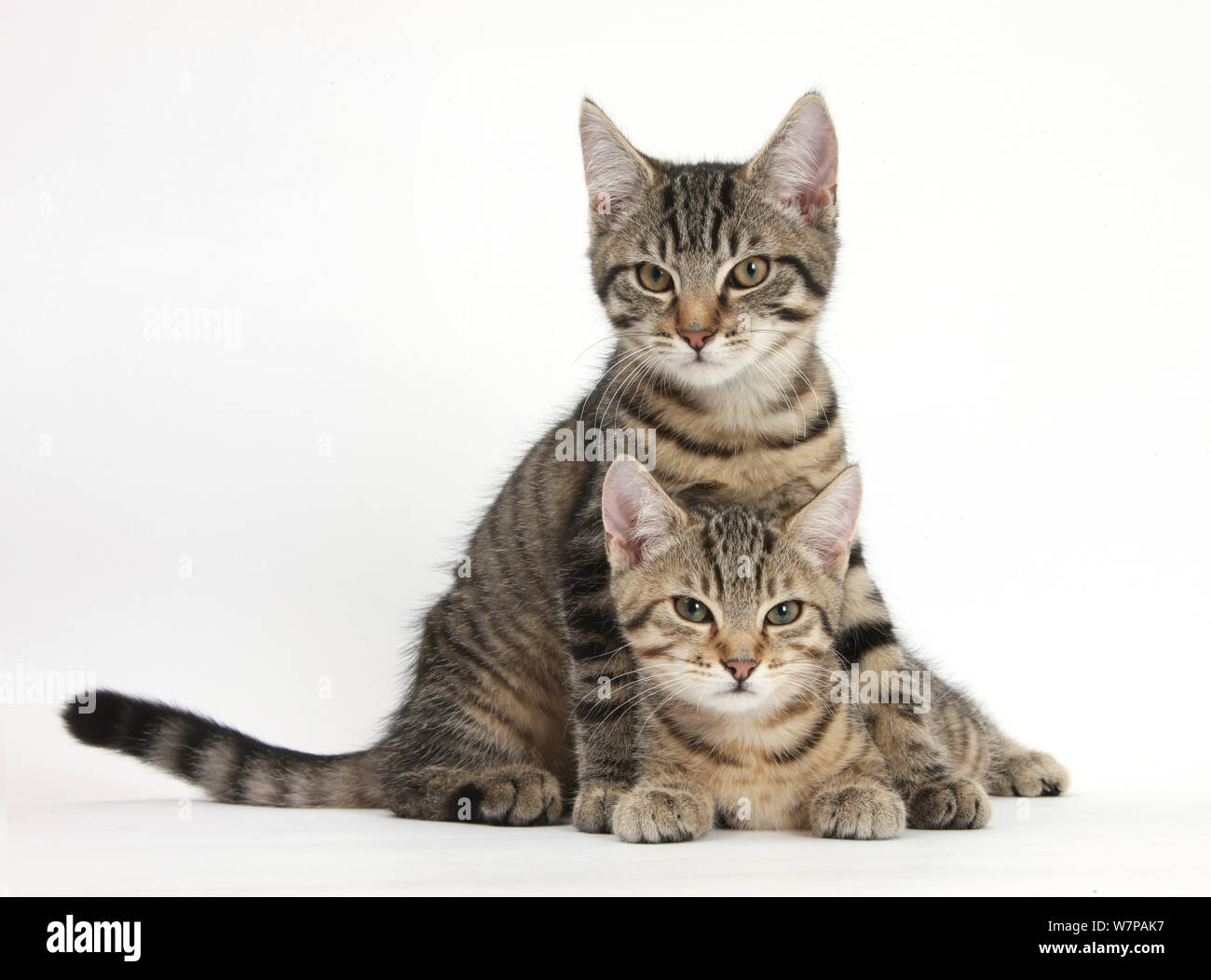 Tabby kittens, Stanley and Fosset, 3 months old, lounging together. Stock Photo