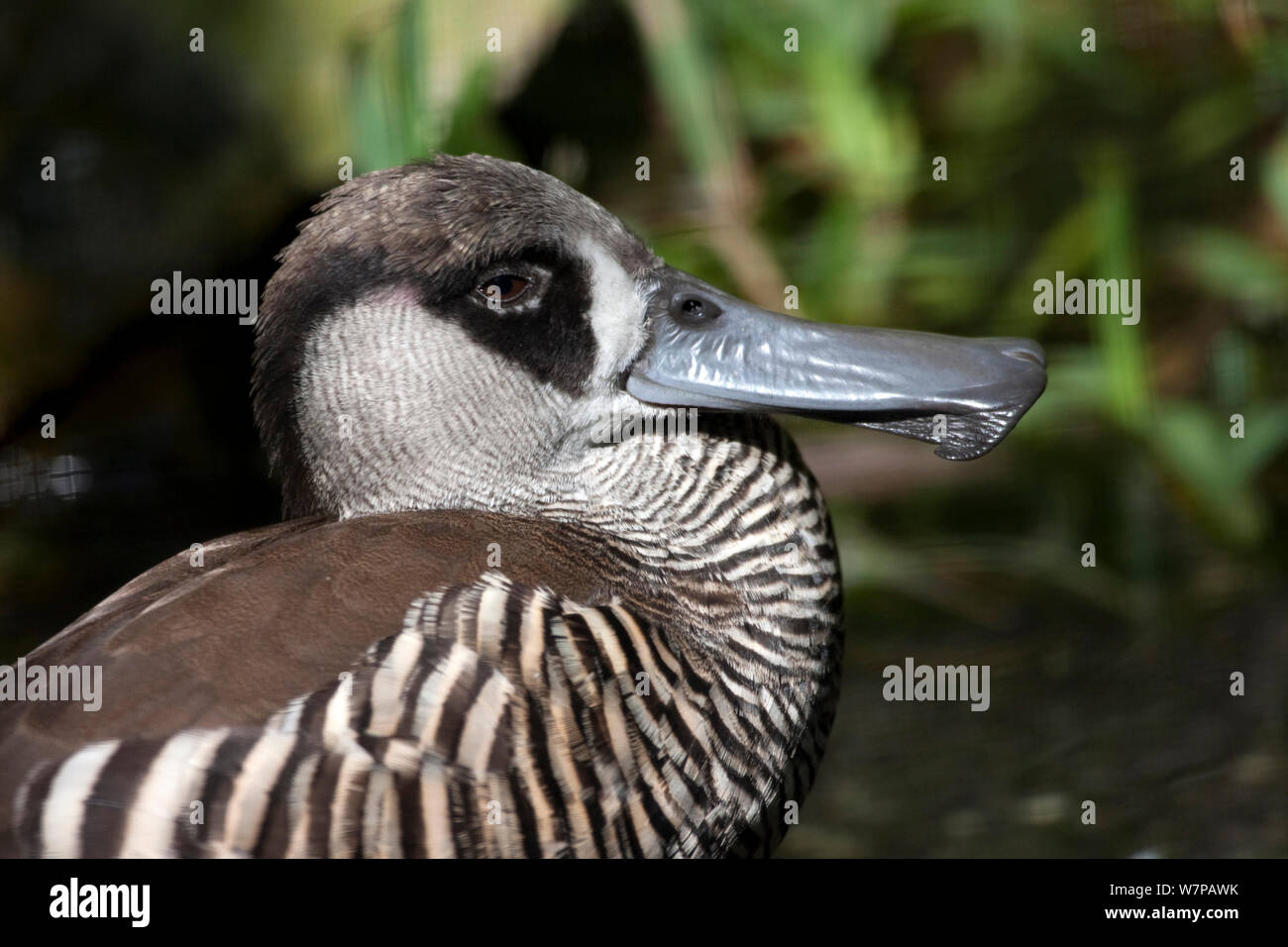 Pink Eared Duck (Malacorhynchus membranaceus) profile portrait, captive Stock Photo