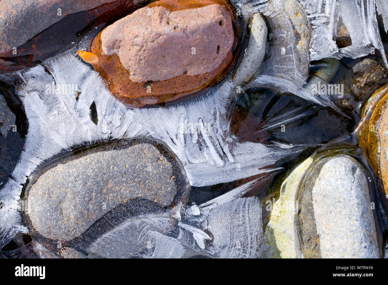 Ice between rocks along the Lamar River in Yellowstone National Park. Wyoming, USA, January Stock Photo