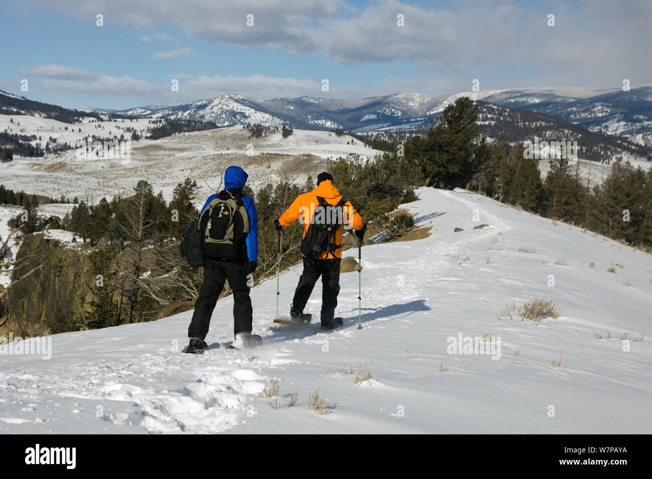 Snowshoeing on Specimen Ridge, Yellowstone National Park. Wyoming, USA, January 2012 Stock Photo