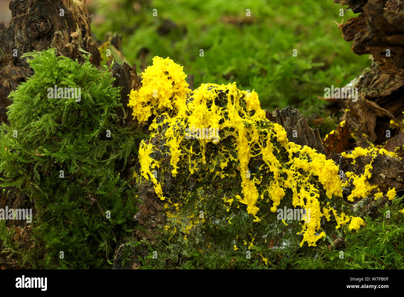 Slime mould (Fugio septica) growing on decaying birch stump, Annafarriff Wood NNR, Peatlands, County Armagh, Northern Ireland, June Stock Photo