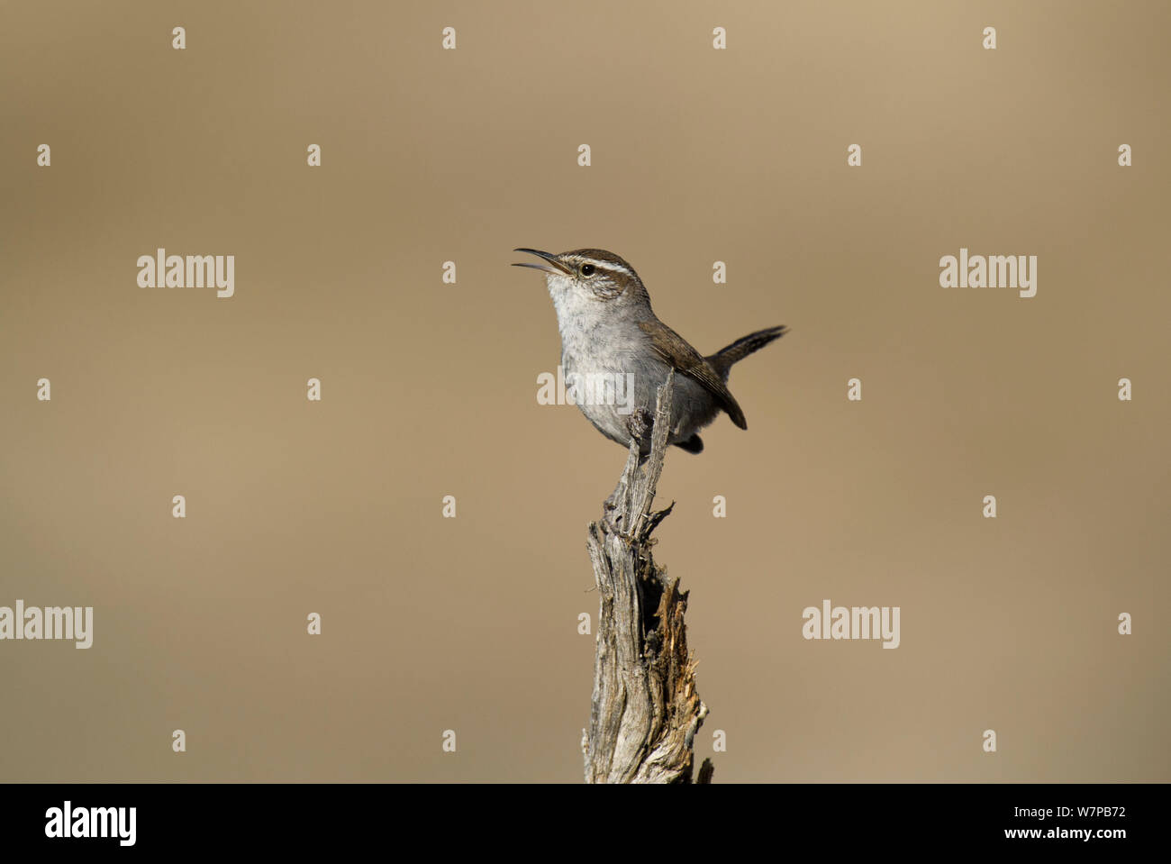 Bewick's wren (Thryomanes bewickii) perched on a twig in Kern County, California, United States, March Stock Photo