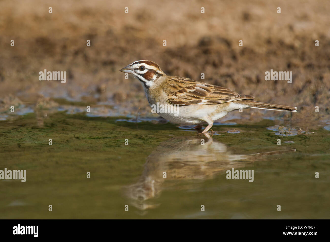 Wild Lark Sparrow (Chondestes grammacus) drinks at the edge of a small pond on Dos Venadas Ranch, Starr county, Rio grande valley, Texas Stock Photo
