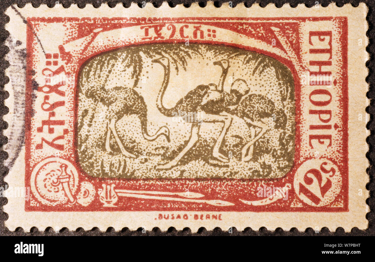 Ostriches on old postage stamp of Ethiopia Stock Photo