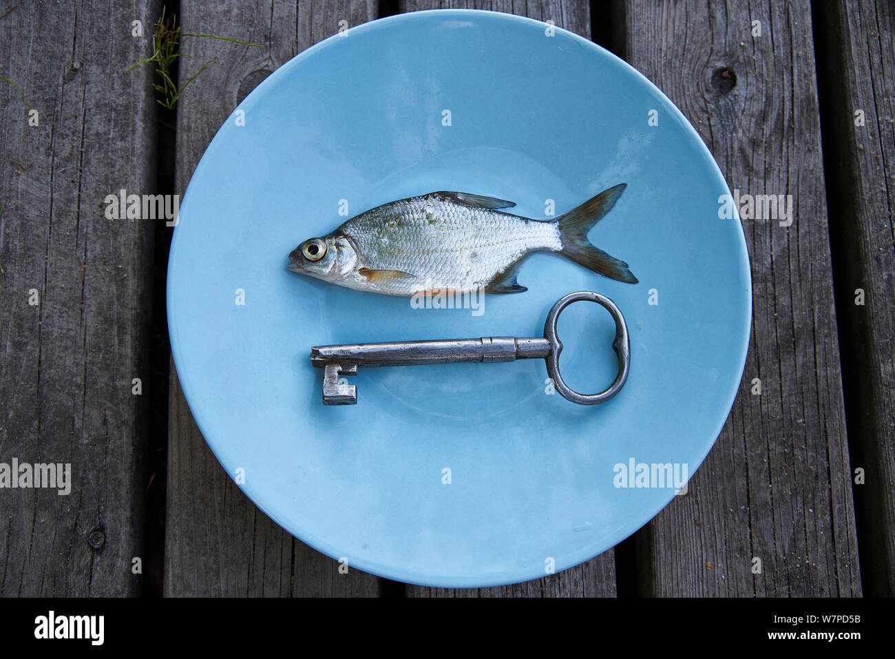 Small silver fish on a blue plate with antique key and wooden grey background. Eating more cyprinid and barb fishes is considered one of the possible Stock Photo